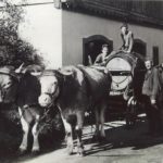 Weinfuhrwerk 1950